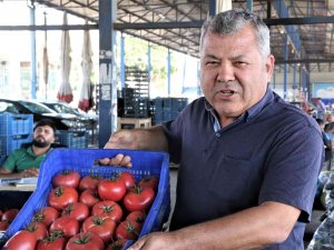 Antalyalı Çiftçilerin Domatese Talebi Yüzde 30 Arttı