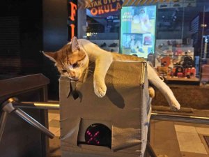 Turnikeye Yatan Kedinin Rahatlığı İlgi Odağı Oldu