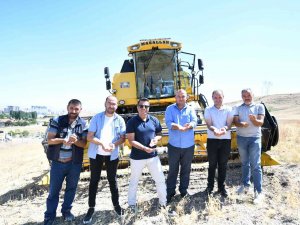 Pursaklar’da Mercimek Ve Nohutların Hasat Zamanı