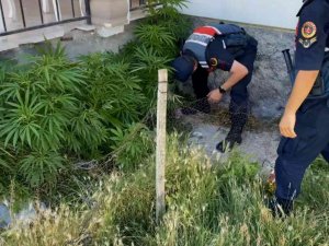 Aksaray’da 2 Köyde Uyuşturucu Operasyonu: 1’i Kadın 2 Gözaltı