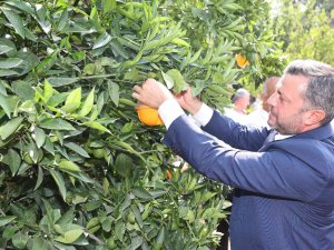 Yüreğir’de Akdeniz Meyve Sineği İle Etkin Mücadele