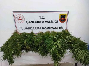 Suruç’ta 47 Kök Kenevir Bitkisi Ele Geçirildi