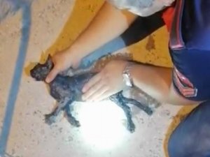 Su Kuyusuna Düşen Kedi Kalp Masajıyla Hayata Tutundu
