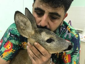 Parçalanan Arka Bacağı Kesilerek Hayatı Kurtarıldı