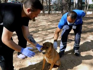 Kampüs İçindeki Hayvanlar Aşılanıyor