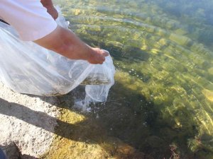 Konya’nın Göl Ve Göletlerine Yavru Sazan Balığı Desteği