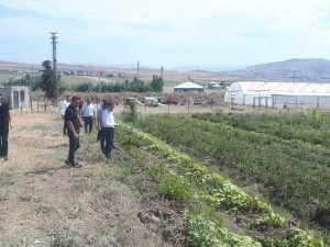 Kaymakam Nasır, Yetiştirilen Ürünleri İnceledi