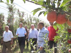 Türkiye’nin Elma Deposu Karaman’da Hasat Başladı