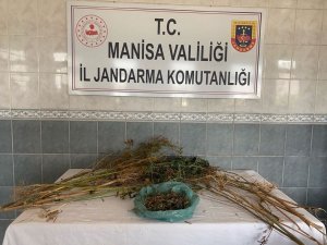 Turgutlu’da Ormanlık Alanda Kenevir Bitkisi Ele Geçirildi