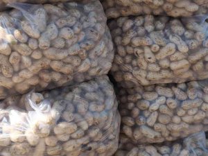 Mut’ta Yer Fıstığında 800 Ton Rekolte Bekleniyor