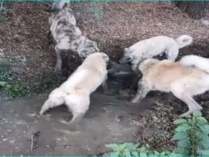 Köpek Dövüşünü Sosyal Medyadan Yayınlayan Şahsa İşlem Yapıldı