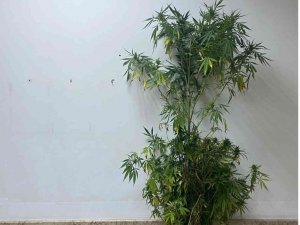 Sakarya’da 3 Kilogram Esrar Ele Geçirildi: 1 Gözaltı