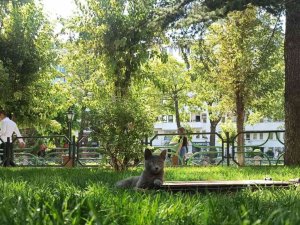 Sıcak Havalar Evcil Hayvanları Depresyona Sokabiliyor