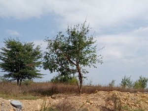 İ̇zmit Belediyesi Sökülen Ağaçları Yeniden Toprakla Buluşturdu