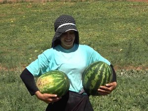 Delice Karpuzunda Hasat Sevinci