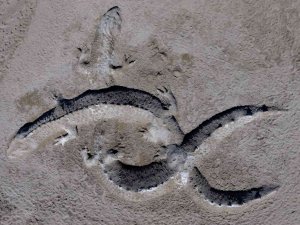 Çanakkale Sahillerinde Kumdan Ejderha