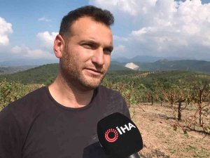 Sağanak Yağışla Birlikte Gelen Dolu, Çiftçinin Mahsulünü Vurdu