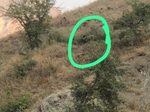 Hakkari’de Yabani Domuzlar Bağ Ve Bahçelere Dadandı