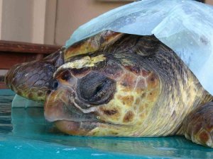 Başından Yaralanan Caretta Caretta Tedavi Altına Alındı