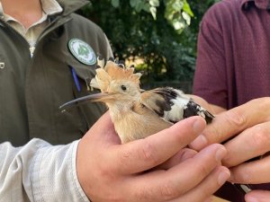 Yaralı Kızıl Şahin Ve İbibik, Tedavi Altına Alındı