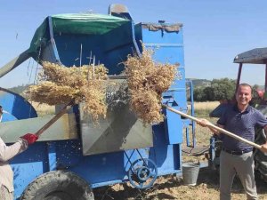 Mut’ta Nohut Hasadı Başladı