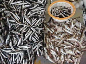 Av Sezonunun Başlamasıyla Tezgâhlarda Balık Çeşitliliği Arttı