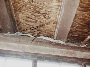 Yılanların Yuva Yaptığı Evlerinde Uyuyamıyorlar