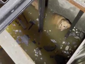 Asansör Boşluğuna Düşen Köpekleri İtfaiye Kurtardı