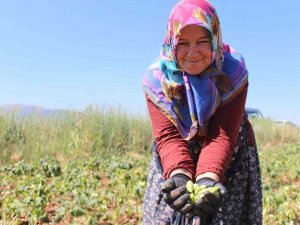 Kurusu Yaşından 4 Kat Daha Pahalı