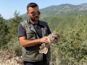 Yaralı Baykuşu Ormancılar Kurtardı