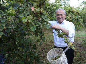 Fındıkta Yerli İşçi Sıkıntısına ‘Hilmi Güler Modeli’