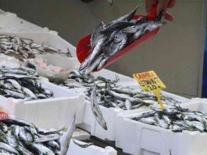 Balık Tezgahlarında İstavrit Bolluğu