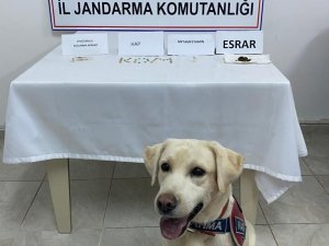 Alanya’da Jandarmanın Durdurduğu Araçta Uyuşturucu Madde Ele Geçirildi