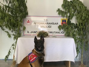 Evinden 415 Gram Esrar Çıkan Şahıs Gözaltına Alındı