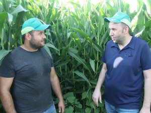 Manyaslı Çiftçi İkinci Ürün De Verim Sevinci Yaşıyor