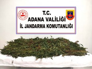 Kenevirleri Sökerken Suçüstü Yakalandılar