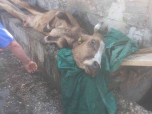 Su Oluğuna Sıkışan İneği Köylüler Kurtardı