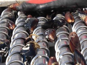 Türkiye’nin İlk Organik Midye Hasadı Yalova’da Yapıldı