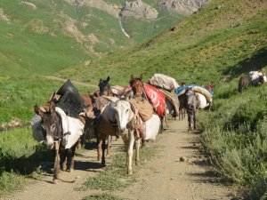 Göçerlerin Zorlu Yayla Yolculuğu Devam Ediyor
