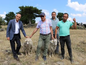 Tiftik Keçisi Seben’de Koruma Altına Alınıyor