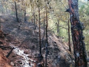 Hatay’da Ormanlık Alanda Çıkan Yangına Müdahale Sürüyor