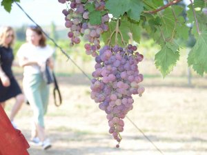 Tekirdağ’da Bağ Bozumu Şenliği: Türkiye Üzüm İhracatında Dünya Birincisi