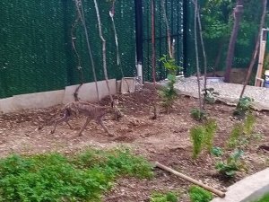 Aç Kalan Tilki Güpegündüz Mahalleyi Dolaştı