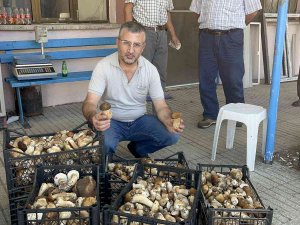 Ayı Mantarı Köylünün Gelir Kapısı Oldu