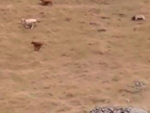Artvin’de Ayı Yaylada Otlayan Hayvanlara Saldırdı Çobanın Tepkisi İlginç Oldu