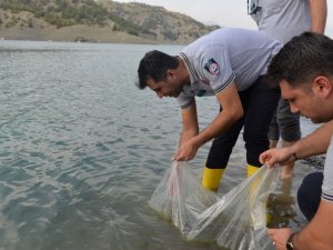 Yavru Sazan Balıklar Su İle Buluştu