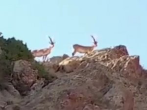 Saray’da Yaban Keçileri Görüntülendi