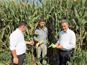 Rekolte Geçen Yıla Göre Yüzde 50 Arttı