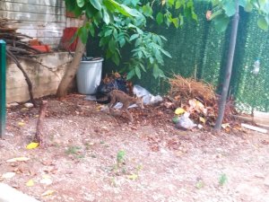 Aç Kalan Tilki Güpegündüz Mahalleyi Dolaştı