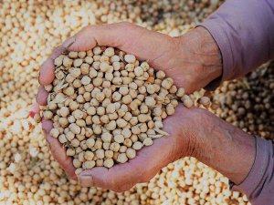 Gazipaşa’da Nohut Hasadı Başladı